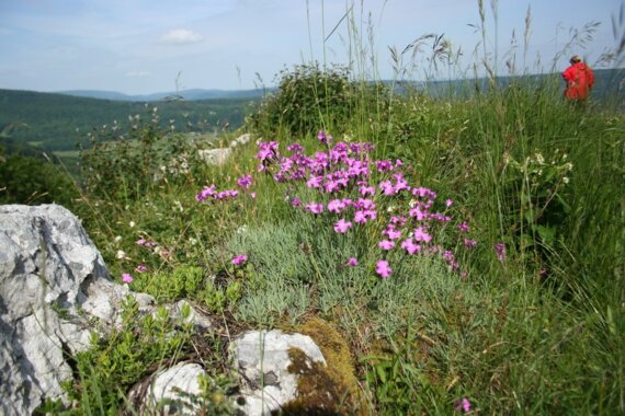 Mercredi découverte : botanique au crêt des Roches