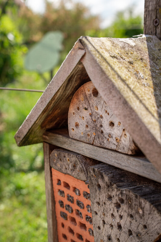 Été à la Damassine : Chercher la petite bête