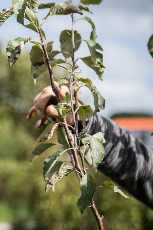 123 Nature arboriculture : Taille des espaliers