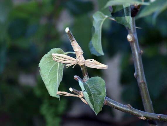 123 Nature arboriculture : Greffe des arbres