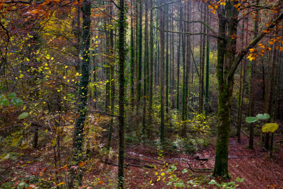 123 Nature évènement : L’appel de la forêt