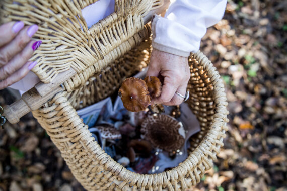 123 Nature sortie enfants : Champignons