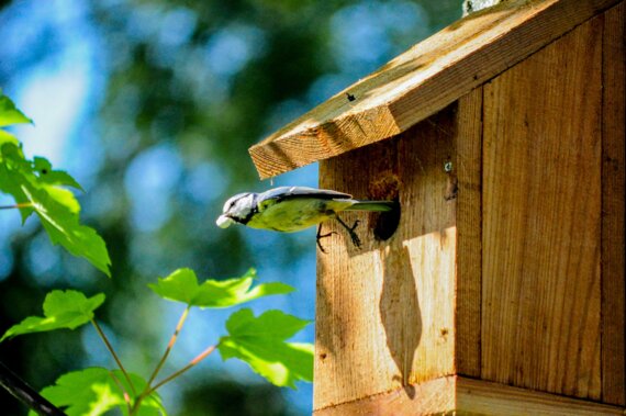 Êté à la Damassine : Drôles d’oiseaux !