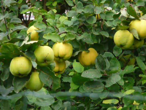 123 Nature arboriculture : Santé arbre fruitier