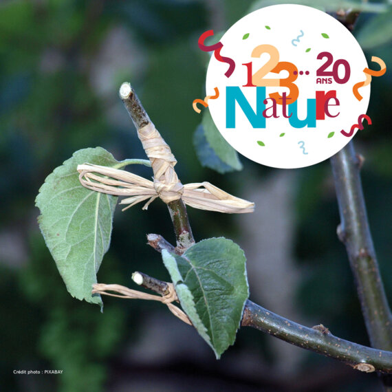 123 Nature : La greffe des arbres fruitiers