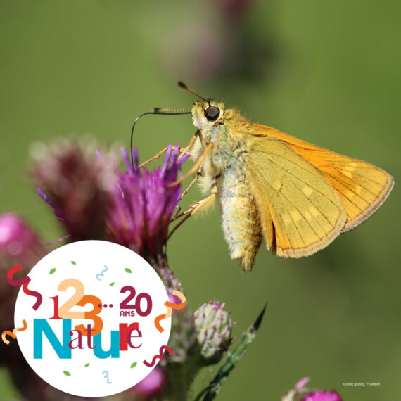 123 Nature : Recenser les pollinisateurs