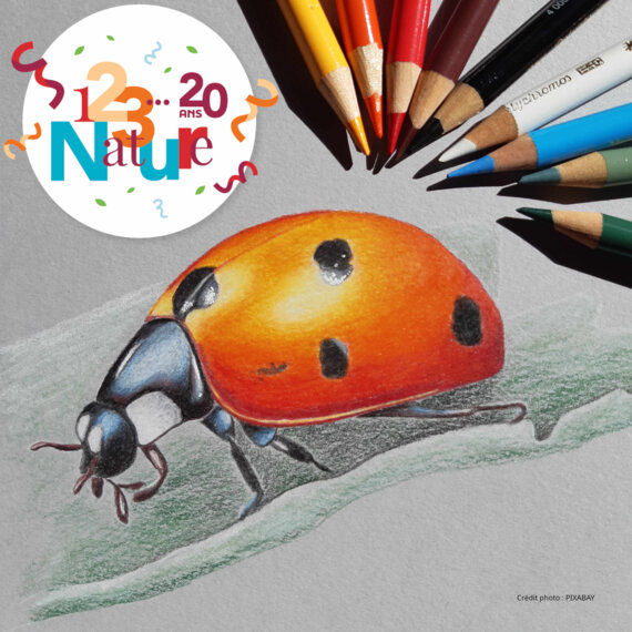 123 Nature : Dessiner les petites bêtes