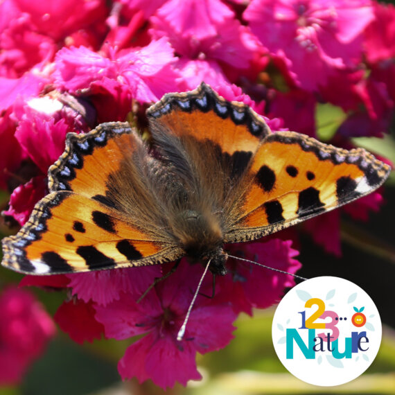 Des fleurs, des pollisateurs et des légumes !