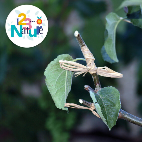 La greffe en couronne