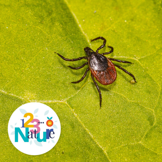 Sensibilisation aux piqures de tiques