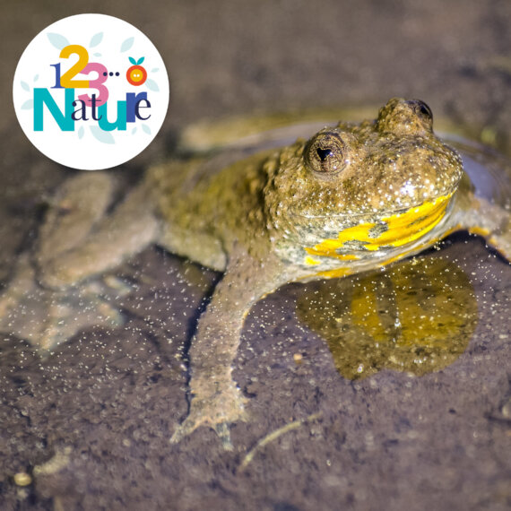 Sonneur  à ventre jaune et autres amphibiens