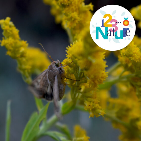 Les papillons de nuit