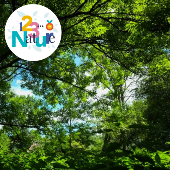 Promenons-nous dans les bois !