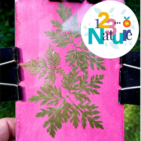 Anthotypes : la photographie végétale