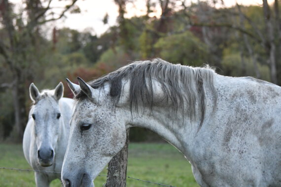 Cours d'équitation adultes