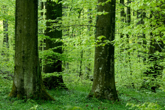 [COMPLET] 123 Nature stage photo : La forêt