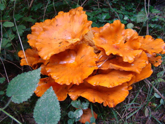 A la découverte des champignons