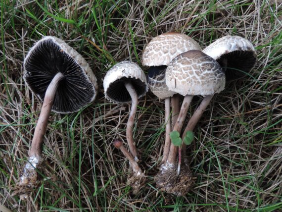 Expo de champignons