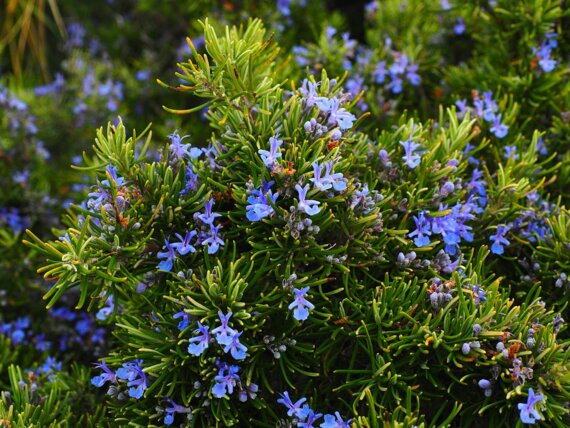 123 Nature enfants : Mini jardin aromatique