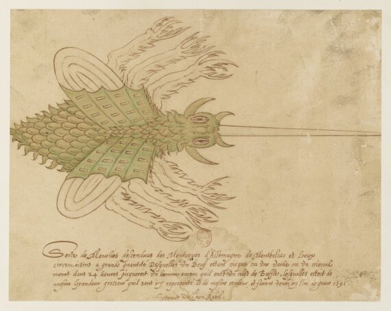 Conférence " Des mouches venues de Montbéliard  "