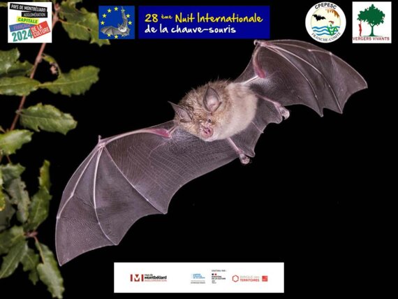 28ème Nuit Internationale de la chauve-souris