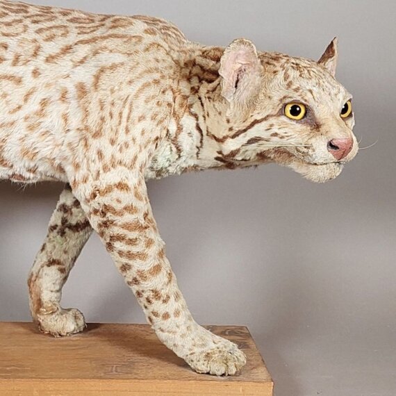 Rencontre-métier  : Restaurateur et taxidermiste