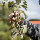 123 Nature arboriculture : Taille des espaliers