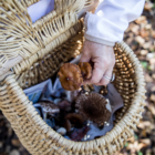 123 Nature sortie enfants : Champignons