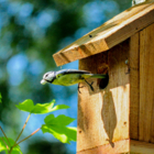 Êté à la Damassine : Drôles d’oiseaux !