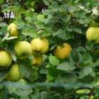123 Nature arboriculture : Santé arbre fruitier