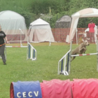 Concours Agility