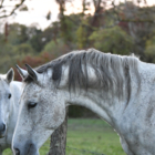 Cours d'équitation adultes