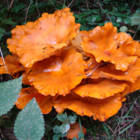 A la découverte des champignons