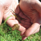 [ANNULÉ] 123 Nature : Invertébrés aquatiques