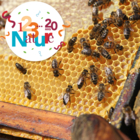 123 NATURE : Les abeilles