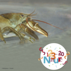123 Nature : L’écrevisse de nos rivières