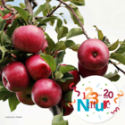 Animations enfants spéciales vacances Les pommes