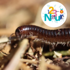 Qui suis-je ? Les petites bêtes du compost