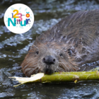 Sur les traces du castor