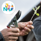 Taille d'un jeune verger