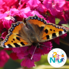 Des fleurs, des pollisateurs et des légumes !