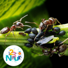 Le monde des fourmis