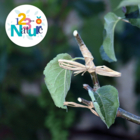 La greffe en couronne