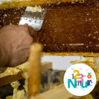 Le miel dans tous ses états