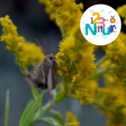 Les papillons de nuit