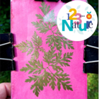 Anthotypes : la photographie végétale