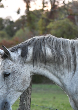 Cours d'équitation adultes