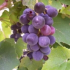 Initiation à la dégustation