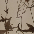 Une heure, une œuvre