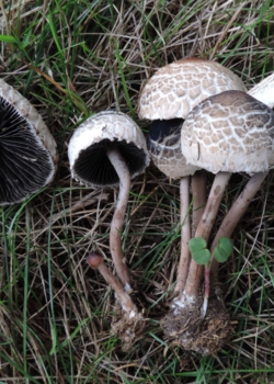 Expo de champignons